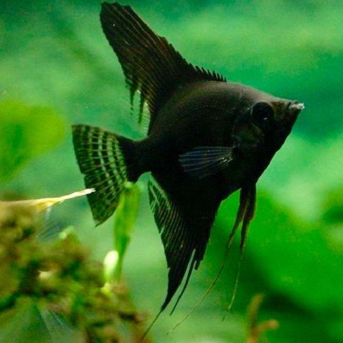 Pterophyllum scalare - Scalaire noir M