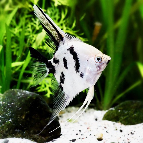 Pterophyllum scalare - Scalaire panda