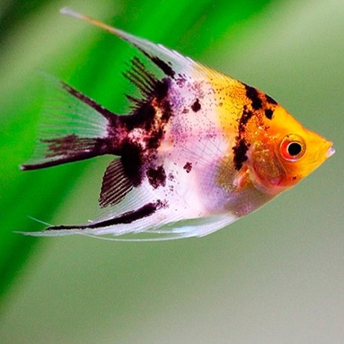 Pterophyllum scalare - Scalaire red devil koi