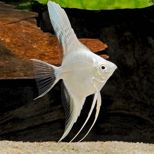 Pterophyllum scalare - Scalaire platine