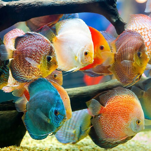 Symphysodon aequifasciatus - Discus assortis 6-7 cm