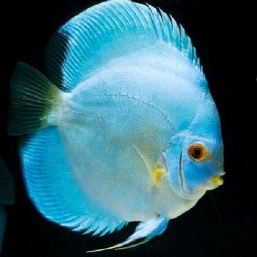 Symphysodon aequifasciatus - Discus bleu diamond 6-7 cm