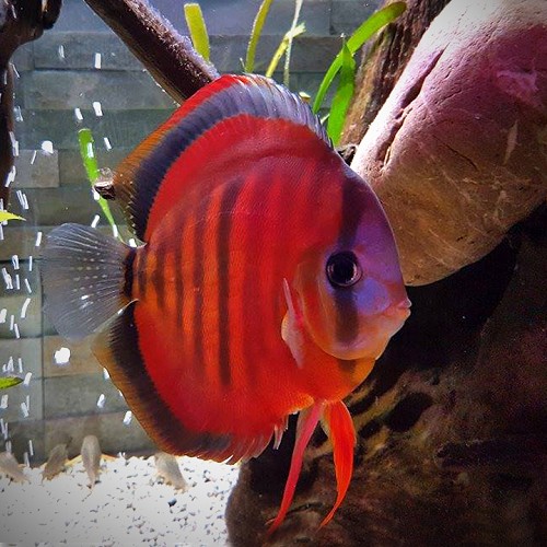 S.discus   Discus San merah 6-7 cm
