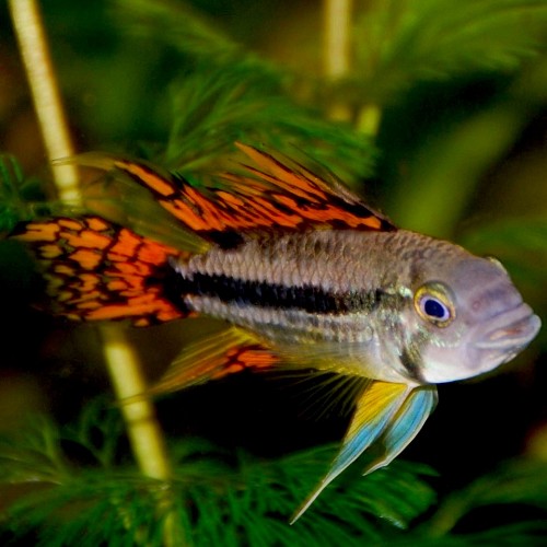 Apistogramma cacatuoides red - Apisto cacatois rouge ML