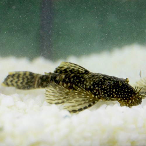 Ancistrus temminckii SM - Ancistrus de temminck