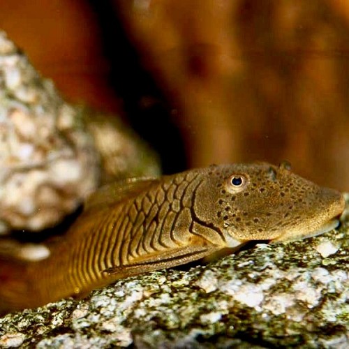 Chaetostoma thomasi L 146 - Pleco bouledogue M