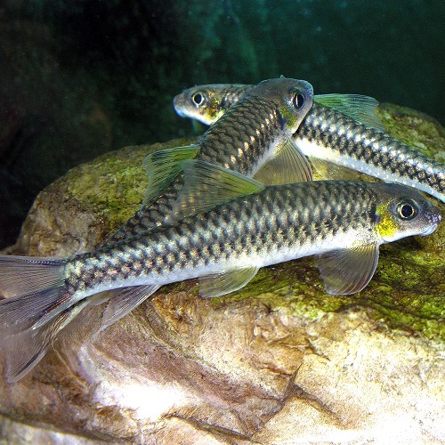 Epalzeorhynchos kalopterus  - Barbeau à belles nageoires