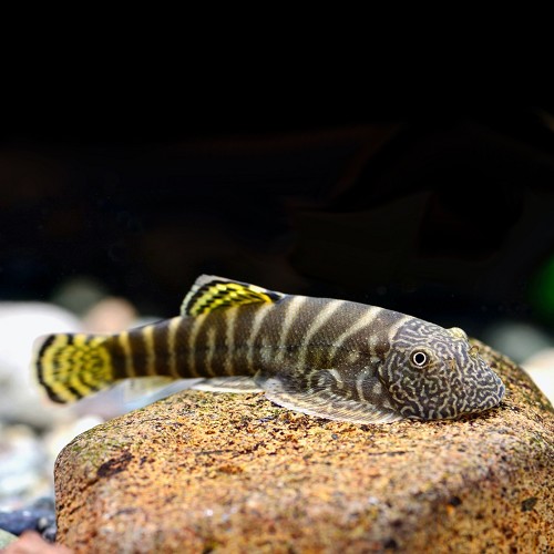 Gastromyzon viriosus - Loche robuste M