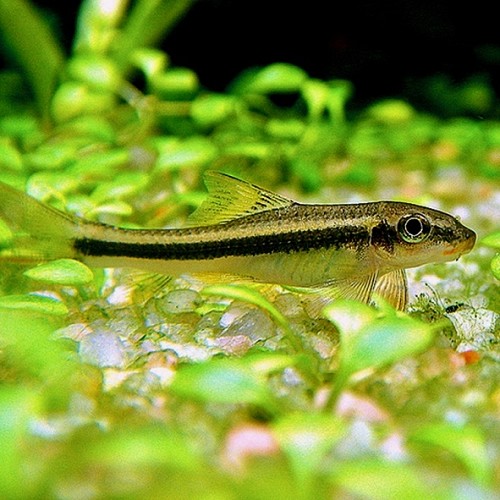 Garra ceylonensis ceylonensis M