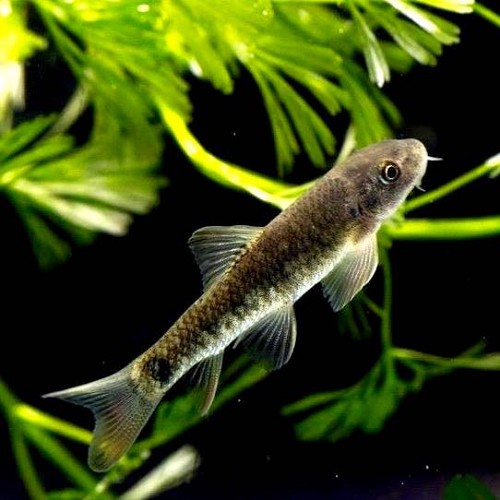 Garra rufa - Poisson docteur M