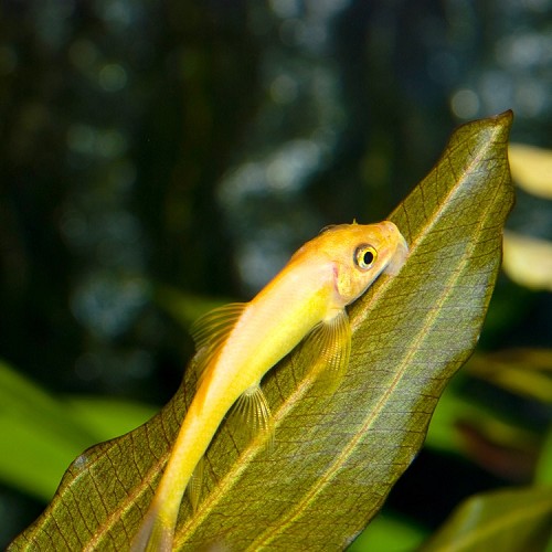 Gyrinocheilius aymonieri citron M - Gyrino gold