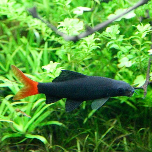Labeo bicolor   Vuurstaart L