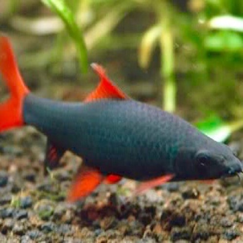 Labeo frenatus  Franjeliplabeo L