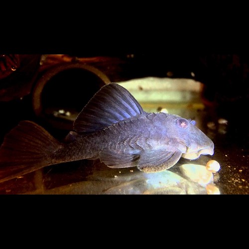 Baryancistrus beginni sp.blue L239 (7-8 cm)