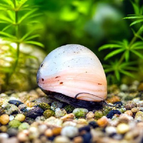 Neritina pulligera blanc 1.3 - 2.5 cm