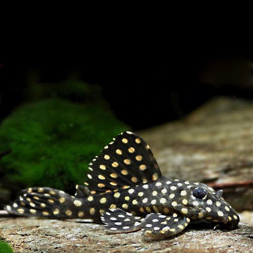 Hypancistrus inspector L201 M