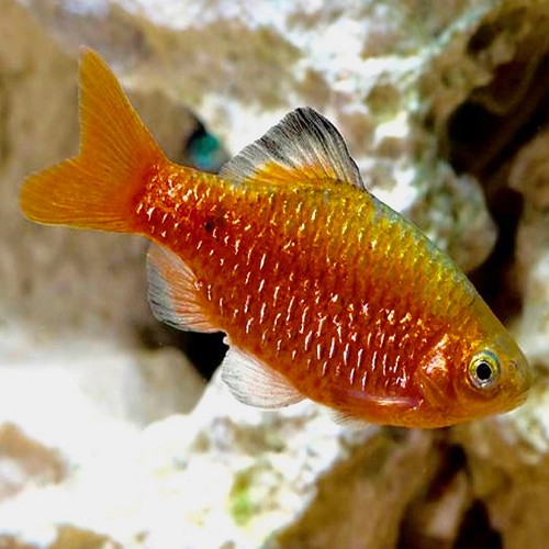 Barbus conchonius - Barbus rosé L