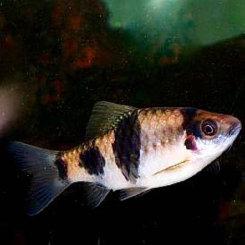 Barbus fasciatus - Barbus braise M