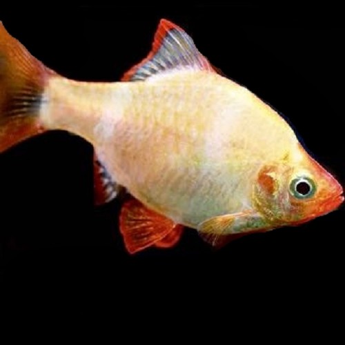 Barbus tetrazona - Barbus de sumatra albino M