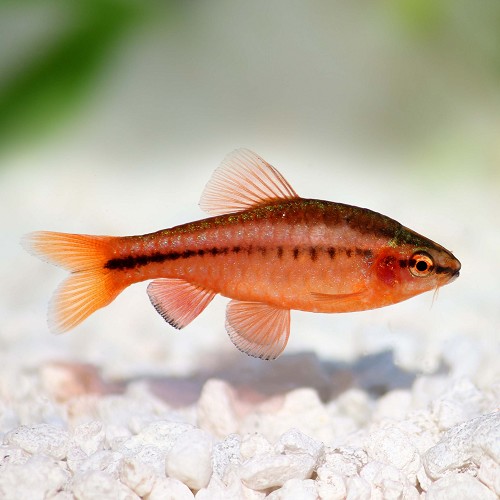 Barbus titteya - Barbus cerise M