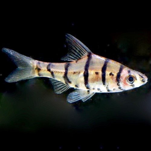 Eiermotus octozona M