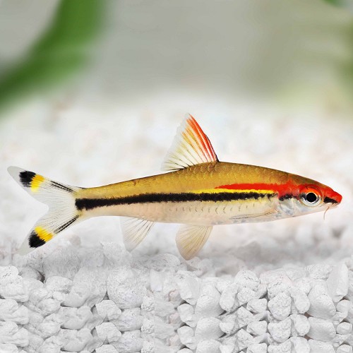 Barbus denisoni - Barbus crayon mangeur d'algues SM