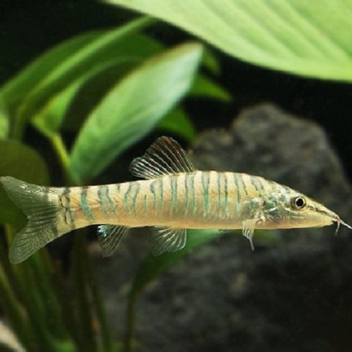 Syncrossus hymenophysa