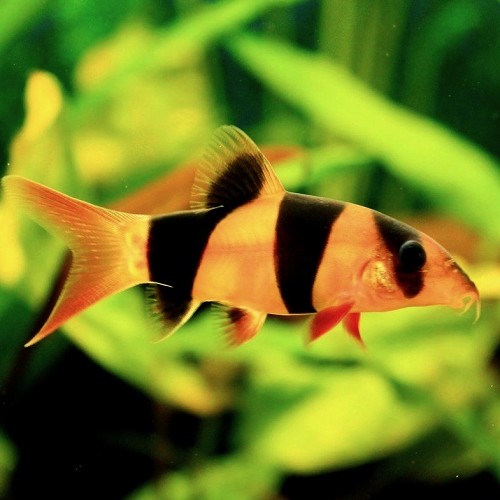 Botia macracantha - Loche Clown 6-8 cm