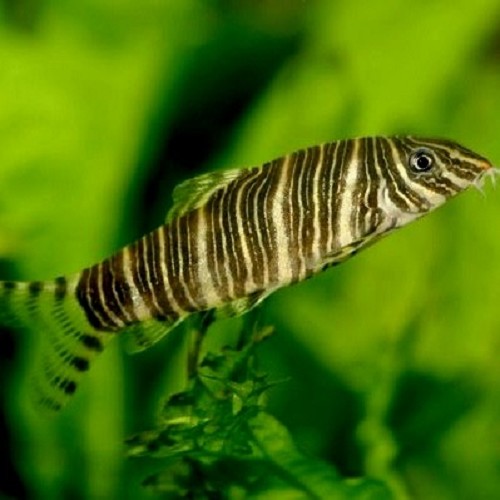 Botia striata - Botia zebre L