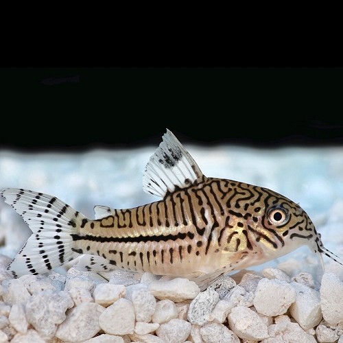 Corydoras julii - Corydoras léopard