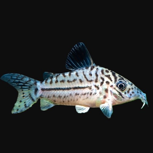 Corydoras leopardus