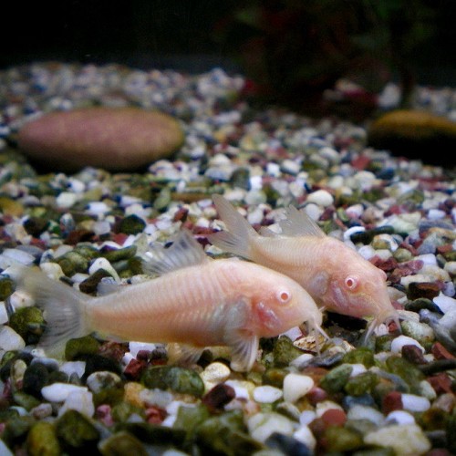 Corydoras paleatus albino - Corydoras poivré albino L