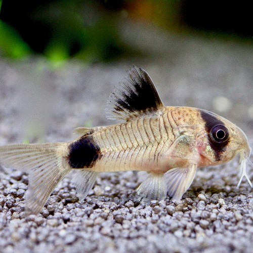 Corydoras panda M