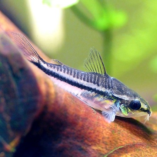 Corydoras pygmaeus