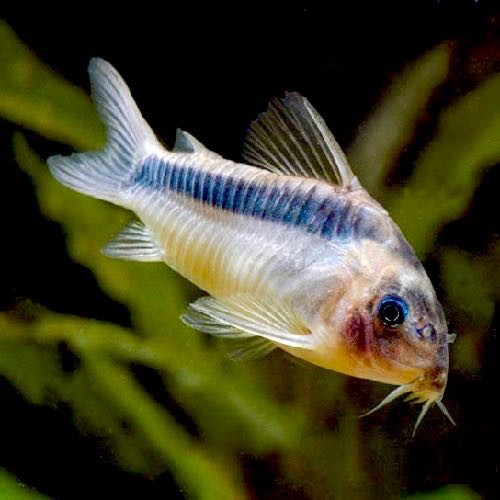 Corydoras de rabaut