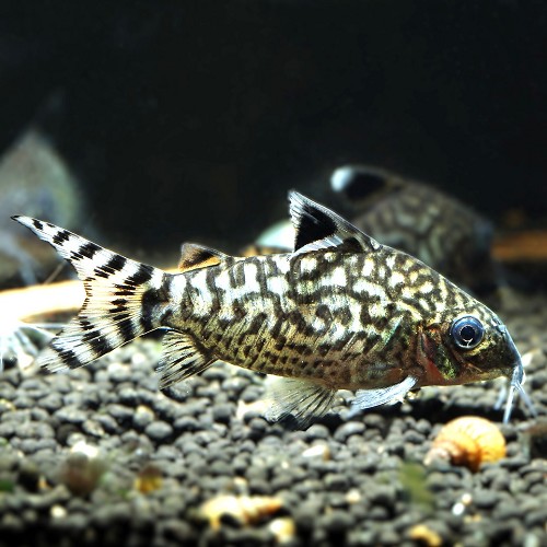 Corydoras reticulatus