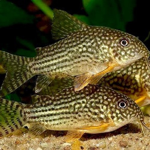 Corydoras sterbae - Corydoras de sterba M (2.8 cm)