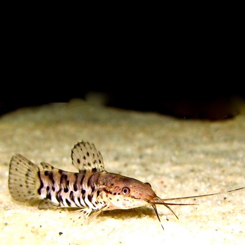 Hoplosternum thoracatum - Silure peint M