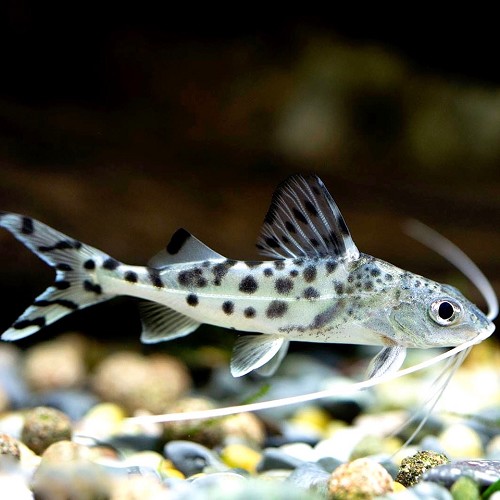 Pimelodus pictus - Pimelodus ange ML
