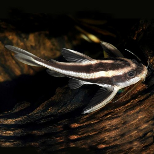 Platydoras costatus - Platydoras Costatus SM
