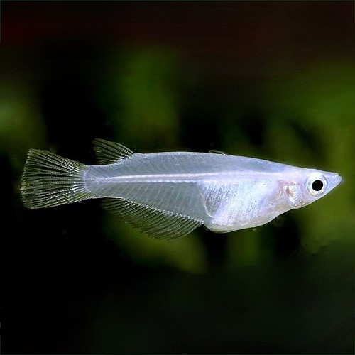 Oryzias javanicus   Rijstvisje L