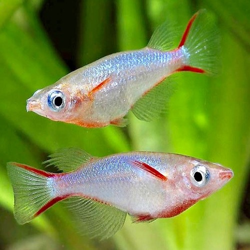 Oryzias woworae - Dermogenys Pusillus