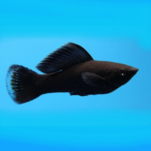 Poeciliidae sphenops - Molly noir M