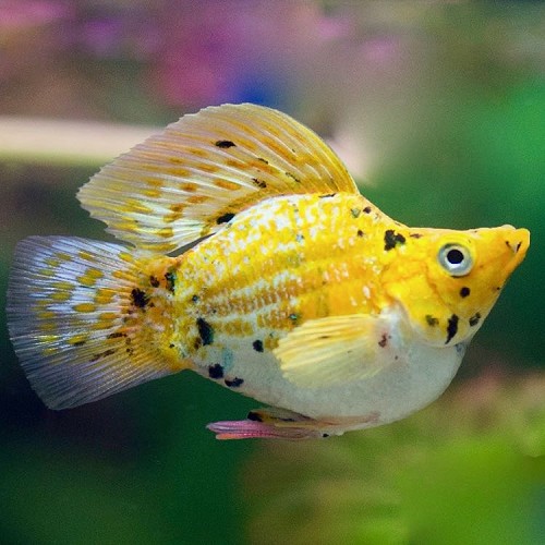 Poeciliidae sphenops Balloon leopard - Molly ballon léopard M