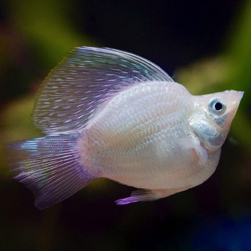 Poeciliidae sphenops Balloon silver - Molly ballon argent M