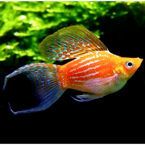 Poeciliidae sphenops balloon golddust - Molly ballon poussière d'or M