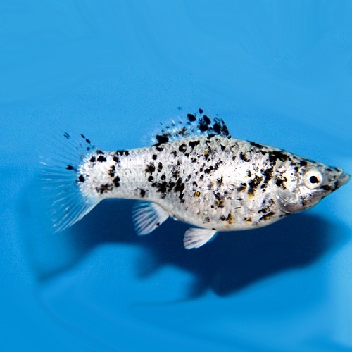Poecilia velifera dalmatier - Molly voile dalmatien M