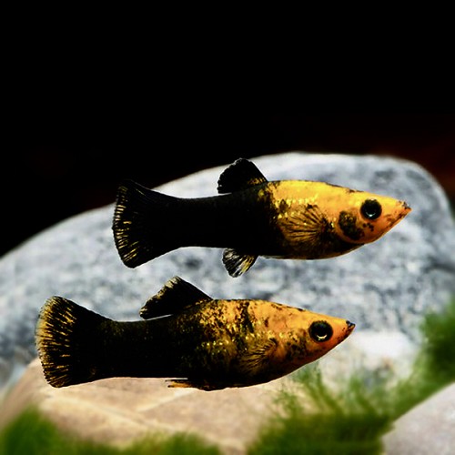 Poeciliidae sphenops black / gold - Molly noir / doré M