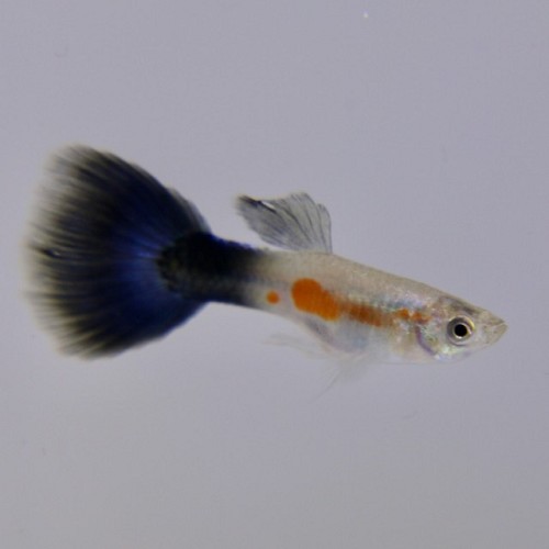 Poecilia reticulatus - Guppy male lila reine L