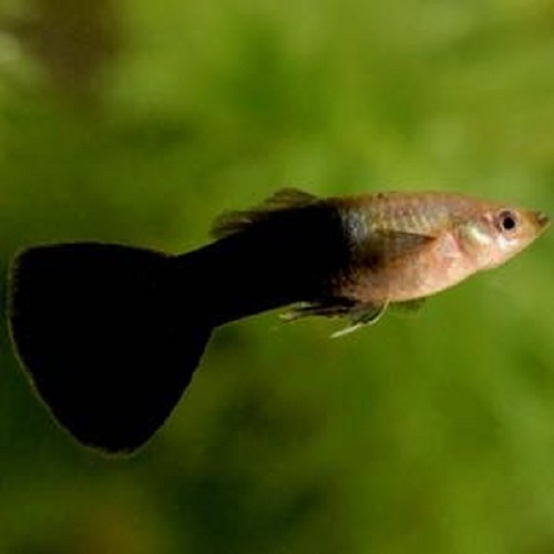 Poecilia reticulatus, Lebistes reticulatus - Guppy male noir/argent